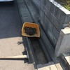 ありがとうございます。