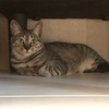 保護猫 Coteru 65日目  - 使ってくれないシリーズ