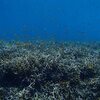 サンゴが綺麗！ラチャノイ島３ダイブ♪