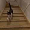 「おかえりなさーい！（ニャゥニャゥニャゥニャー）」毎日玄関まできてお迎えしてくれる猫ちゃんがぐぅかわいい（動画）