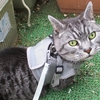［244］猫と冒険 奥多摩駅周辺編 その1（😾奥多摩町観光案内所と勝負なのニャン、絶対に負けられないのニャン👦あっそう。）