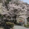 桜満開の寺