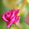 EF50mm　F1.8Ⅱ　購入