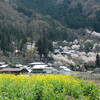 桜めぐり