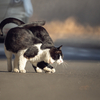 地元漁港のねこさん