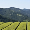 上河内地区の茶畑の全体像～山の尾根より茶園を望む～