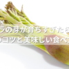 タラの芽が育ちすぎたら？下処理のコツと天ぷらなど美味しい食べ方まとめ