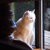賢い(？)猫。