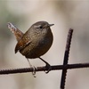 桐生自然観察の森