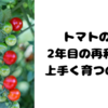 トマト用の土を再利用して今年もミニトマト栽培にチャレンジ