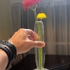 ひさしぶりにお花を買った / 一輪挿し、やろうかな