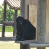 動物園に出撃