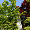 5月2日の京都の続き、哲学の道と永観堂