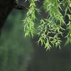 朝な朝な我が見る柳･･･巻第10-1850～1853