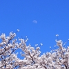 喜木川沿いの桜&満開の野福峠の桜&熊野神社の桜とメジロ♪