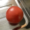 ガリガリの土でトマトが育つか？