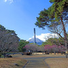 別府公園の梅