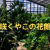 植物好きのパラダイス。咲くやこの花館をレポート。ビカクシダ好きは必見です。