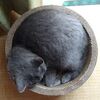 今日は猛暑日の予報。