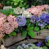 【横浜イングリッシュガーデン】2025年「アジサイ・フェスティバル」開催