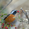 淀川毛馬の鳥たち