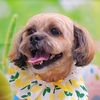トリミングデー
