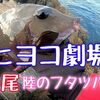 【高知松尾フカセ釣り】磯のファイター揃い踏み！ヒヨコVS陸のフタツバエ