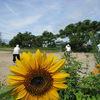 浜ちゃん日記　　健康広場の花ラインの環境整備作業（２）