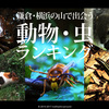 鎌倉・横浜の山で出会うの動物・虫ランキングTOP10【スズメバチ・ヘビ・リス・トンビ】