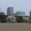 桜を巡って