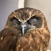 フクロウの日常生活チャンネルを紹介するにゃ