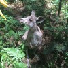 無料でカンガルーと触れ合える公園⁉︎