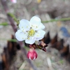 春の訪れ 3 〜たんぽぽ・クローバー・梅の花〜