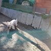 老犬ホームあん｜支援策