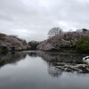 いよいよ散り桜に入る井の頭公園