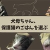 犬母ちゃん、保護猫のごはんを選ぶ（現在進行形）