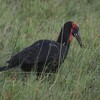 ミナミジサイチョウ(Southern Ground-Hornbill)