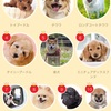 人気の犬種🐶５位柴犬、10位豆柴