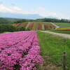 ベストシーズン北海道観光旅行