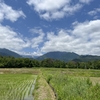 2024/06/05 水曜日　アマガエルとCSS