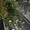 雨の祝日