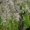 安楽寺の桜2020。春の特別公開で観賞。