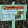 イチモンジカメノコハムシ、ヤマトシジミ