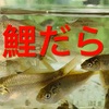 「鯉に始まり鯉に終わる」