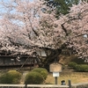 桜には実がなるの？