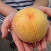 桃🍑狩り　アダチ観光農園　兵庫朝来市　果物狩り