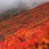 【東北】神の絨毯！紅葉真っ盛りの栗駒山登山