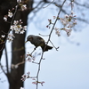 鳥、トリ