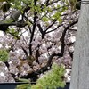 名残の桜