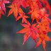 赤城自然園の紅葉2022.11.5